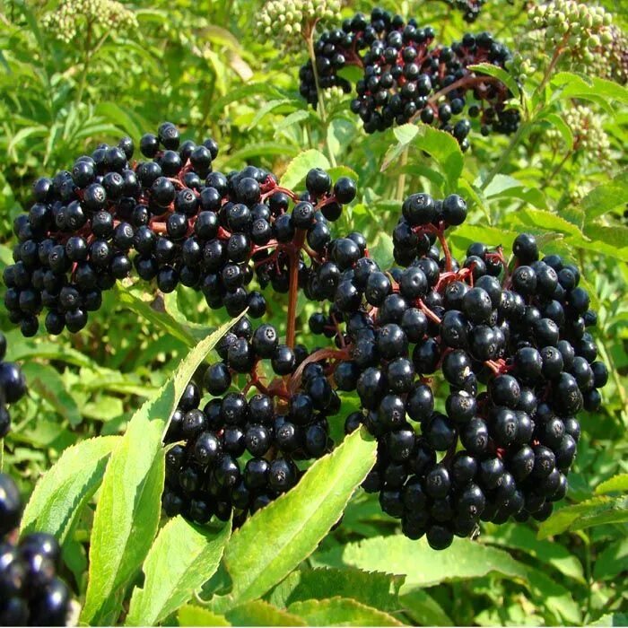 Бузина чёрная. Бузина Sambucus. Бузина черная (Sambucus nigra). Бузина обыкновенная Лесная. Бузина съедобная