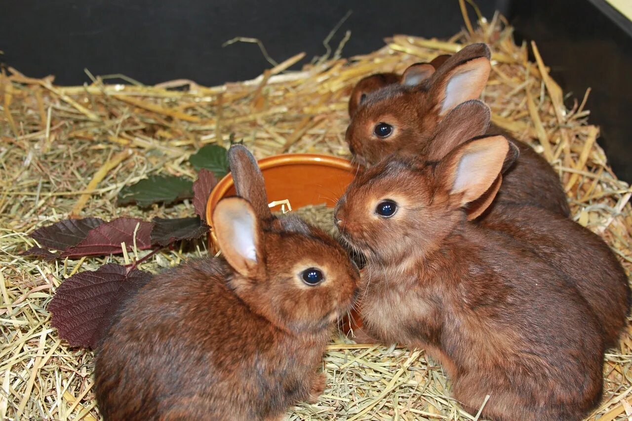 Домашние картинки. Крольчата. Домашние животные кролики. Семья кроликов. Кролики и крольчата.
