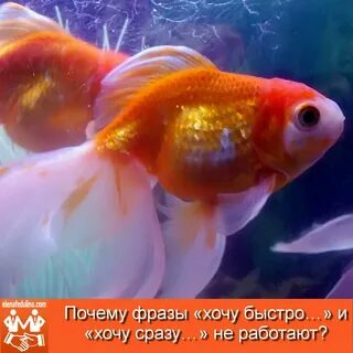 Разновидность золотой
