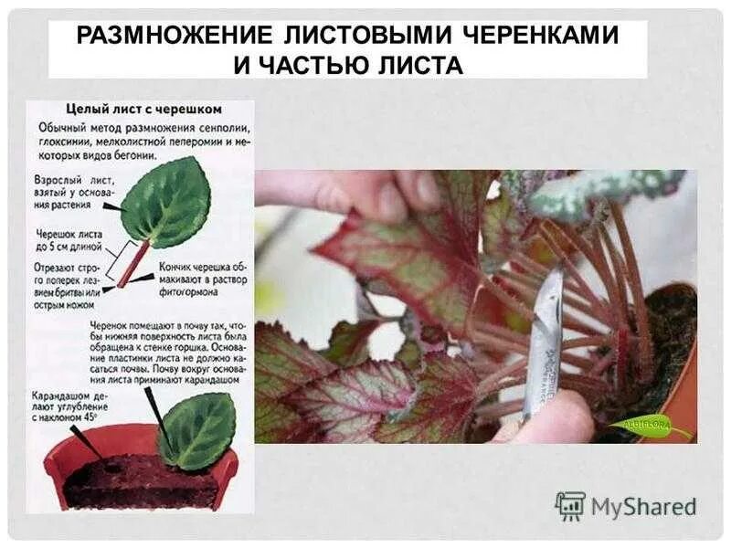 Процесс размножения листьев