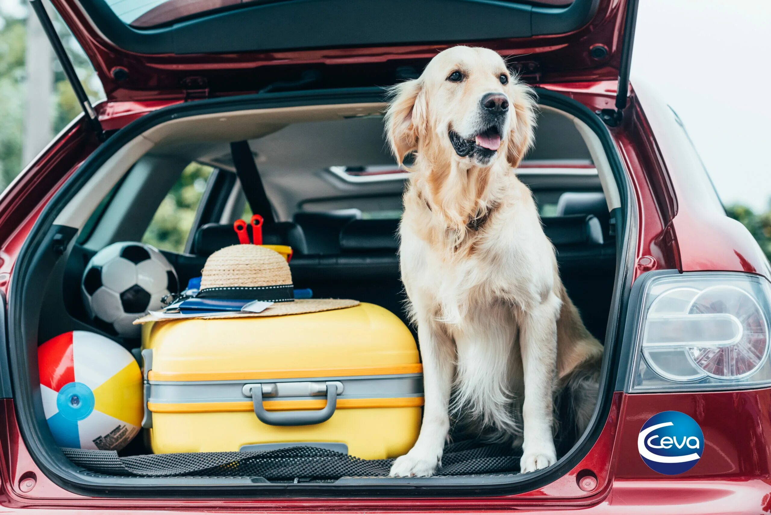 Собака в машине. Путешествие с собакой. Зоотакси. Путешествие с собакой на машине. Take your pet
