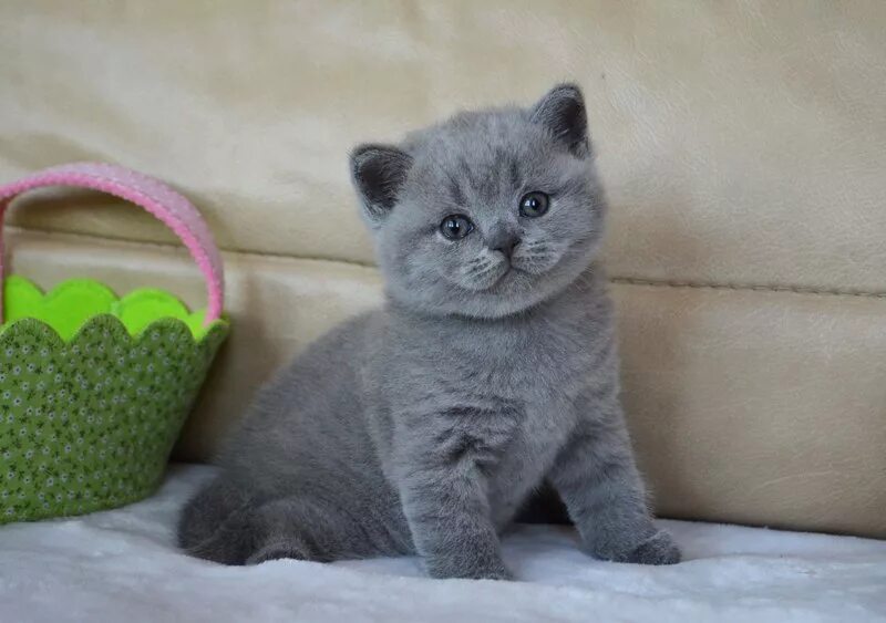Иванов купить котенка. Британская короткошёрстная котята 2 месяца. Британские голубые котята. Маленькие котята британцы. Британские котята пепельные.
