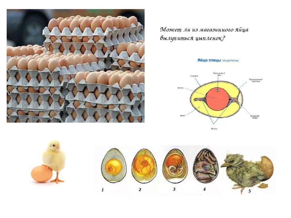 Можно ли из магазинного яйца. Вылупившиеся цыплята. Вылупление цыпленка из яйца. Цыпленок вылупляется. Может ли из магазинного яйца вылупится цыплёнок.