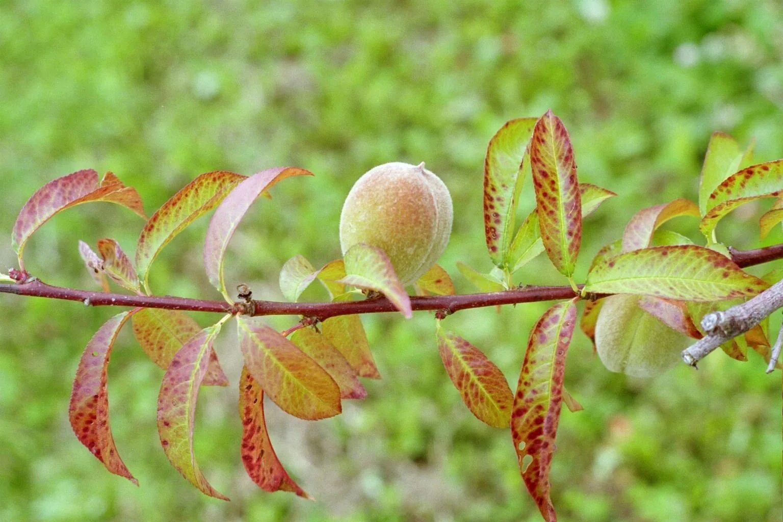 Листья плодовых. Хлороз яблони. Хлороз персика. Персиковое дерево хлороз. Хлороз вишни.