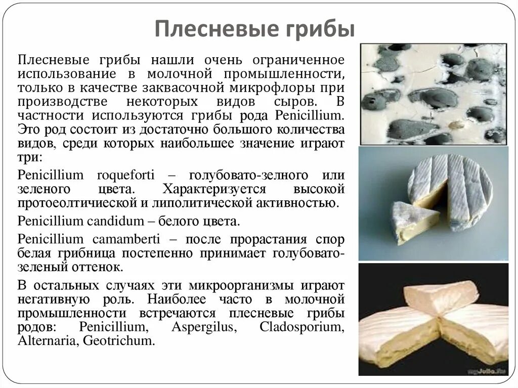 Грибы используются для получения. Как человек использует плесневые грибы. плесневые грибы отрицательная роль. как плесневые грибы используются человеком. плесневые грибы молочной промышленности.