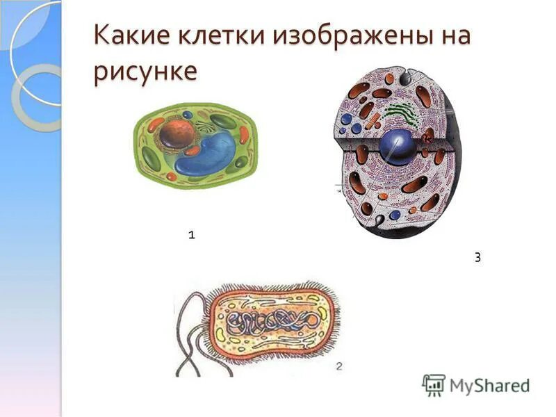 На каком рисунке изображена клетка бактерий. Какие животные клетки. Форма животной клетки. Какая клетка изображена на рисунке. Размножение животной клетки.