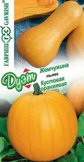 Мускатный сорт тыквы жемчужина