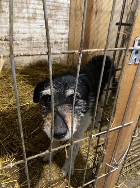 Приют собак г камышлов. Камышлов взять собаку из приюта. Приют для собак в тюмени. Камышлов взять собаку из приюта. Камышловский приют для собак фото собак.