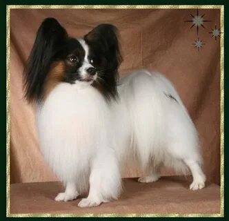 Papillon владикавказ