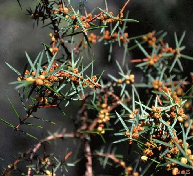 Барбарис тунберга колючки. Терновник колючий кустарник. Как называется колючий кустарник. Как называется колючий кустарник. Маленький колючий кустарник.