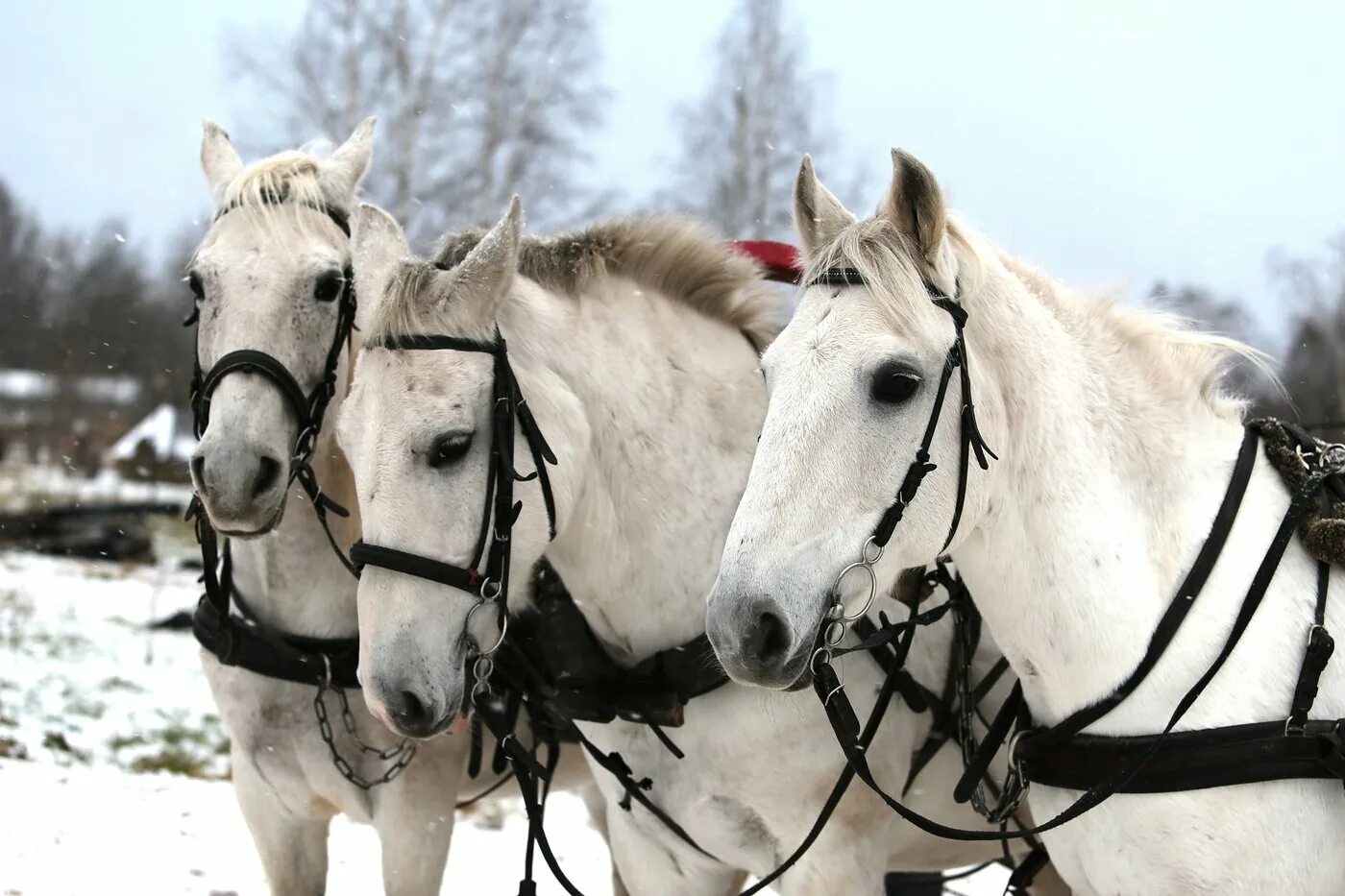 иллюстрация к песне три белых коня. и носят три белых. русская тройка соловьёв. тройка зимой. три белых.