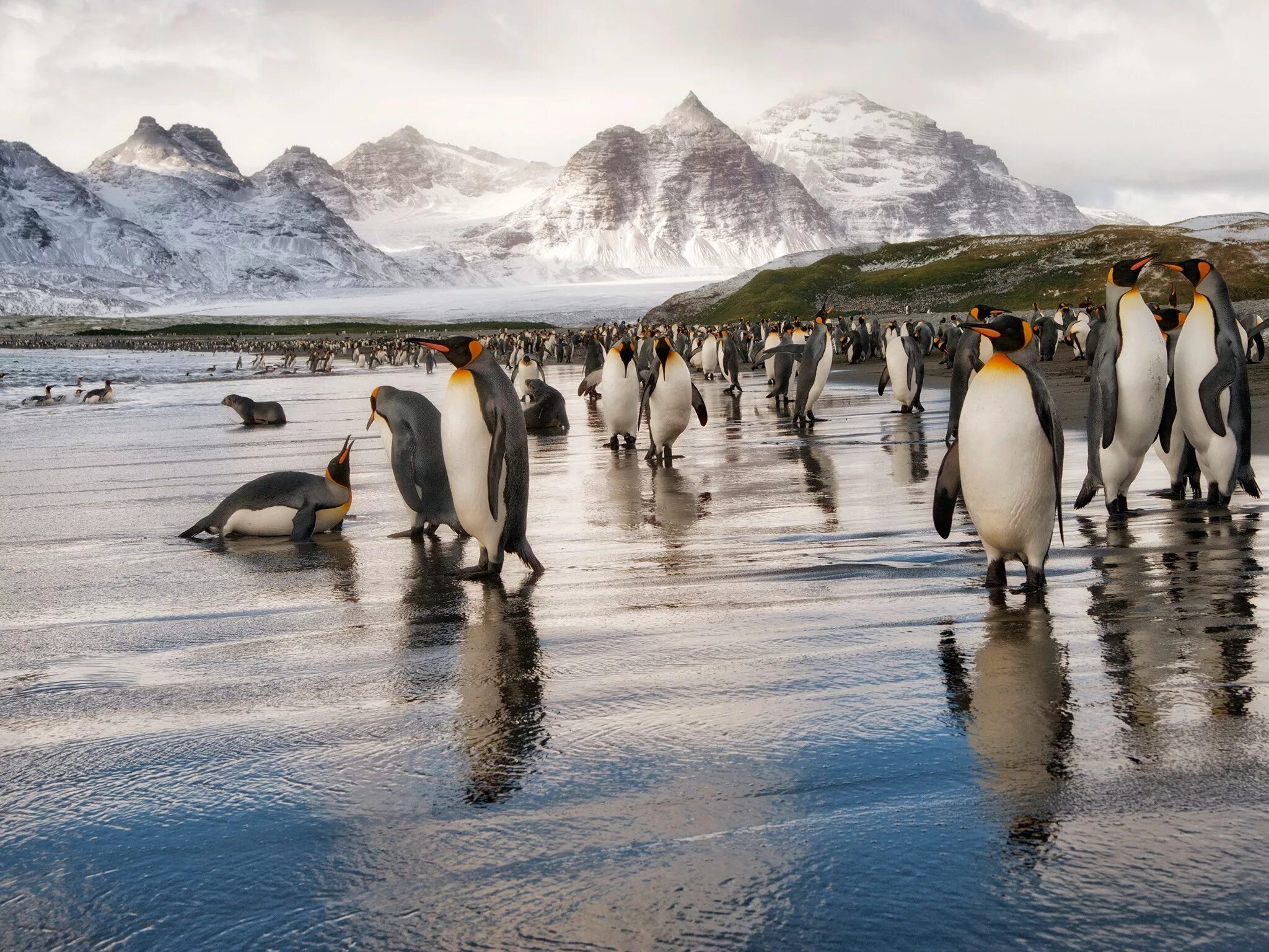 2 антарктическая. Ушуайя Антарктида. Ушуайя пингвины. Природа Антарктиды. Антарктида пейзаж.