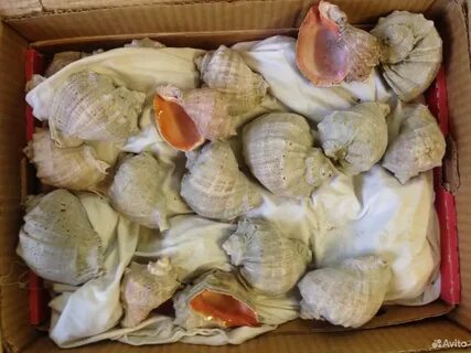 Ракушки бу