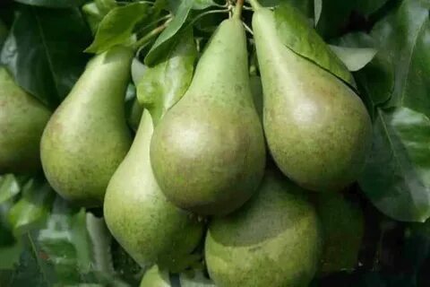 Груша конференция