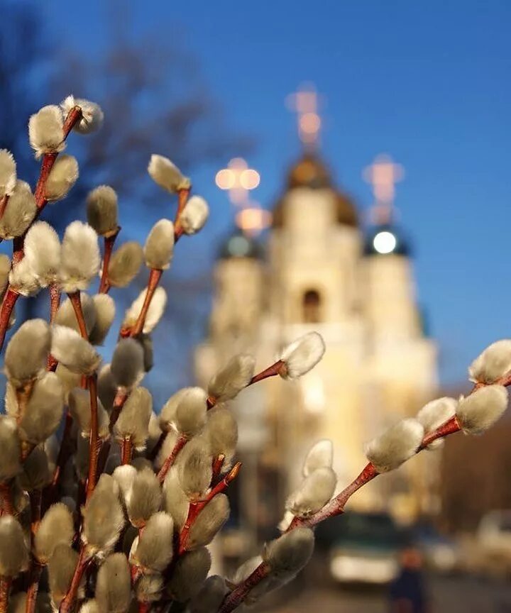 Вербное воскресенье что это за праздник. Веточка вербы с Вербным воскресеньем. Верба Церковь Вербное Воскресение. Верба на Вербное воскресенье. Вербное воскресенье в храме.