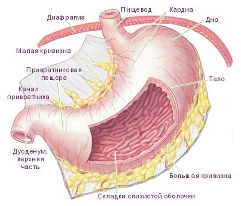 Внутреннее строение желудка. Строение желудка человека анатомия. Привратник желудка анатомия. Строение желудка привратник. Оболочки стенки желудка анатомия.