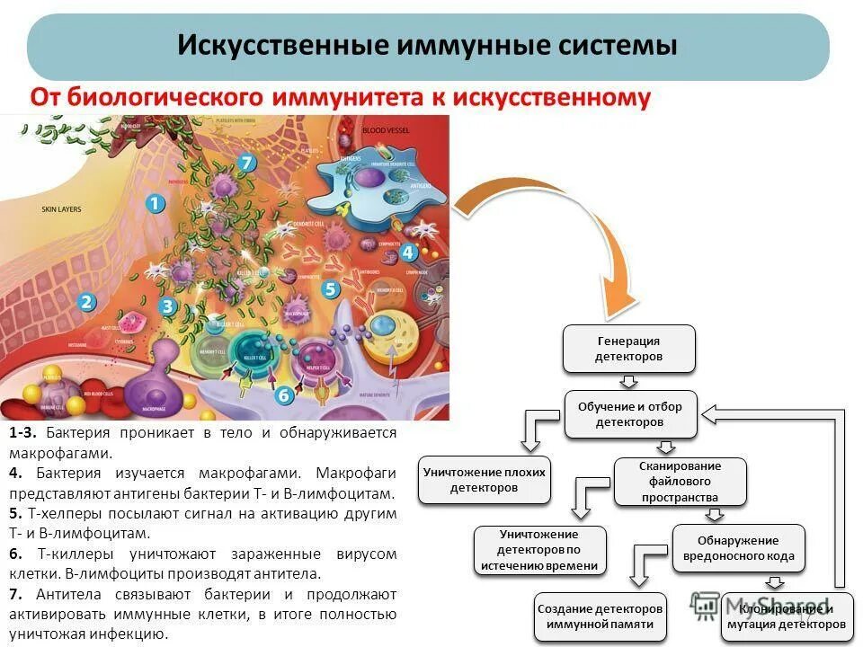 Иммунная система бактерий. Искусственная иммунная система. Клетки памяти иммунной системы. Искусственные иммунные сети. Алгоритм искусственная иммунная система.