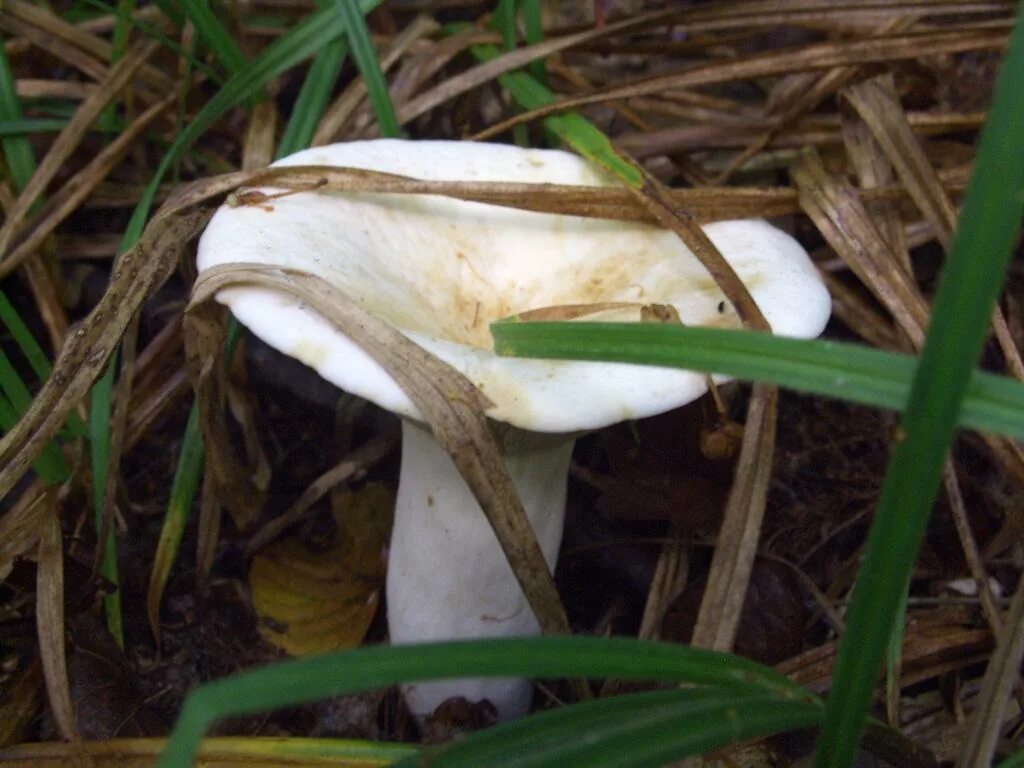 Скрипица волнушка белая. Груздь белый ложный скрипица. Ложная груздь белая. Ядовитые грузди белые. Груздь перечный.