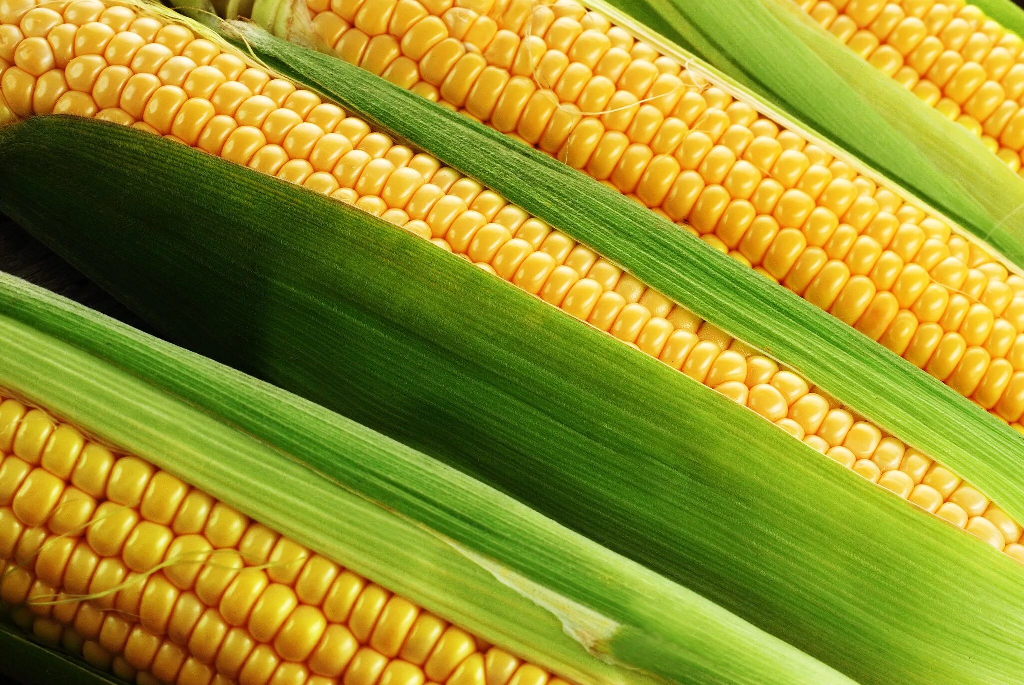 Фото кукурузы. Сорт кукурузы лг30215. Зерновка кукурузы. Кукуруза початок. Семена кукурузы Кубаньгибрид.