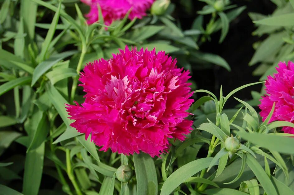 Гвоздика махровая Грейс. Гвоздика китайская Грейс. Dianthus chinensis гвоздика китайская. Гвоздика китайская махровая. Выращивание гвоздики китайской махровой