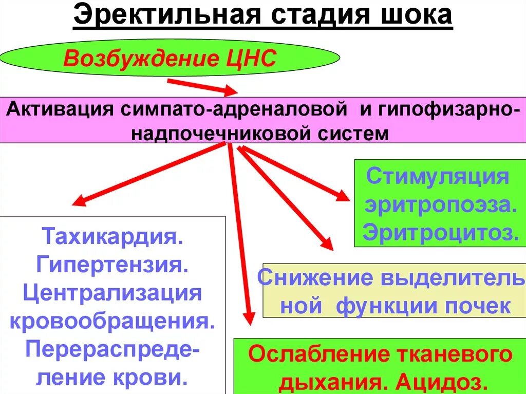 Эректильная стадия шока характеризуется. Эректильная и торпидная фазы шока. Для эректильной фазы шока характерно. Признаки первой эректильной фазы шока.