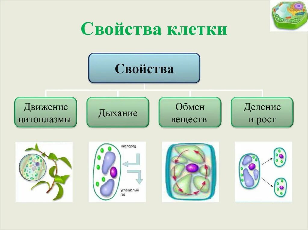 Свойства клетки. Характеристика свойств клетки. Функциональные свойства клетки. Жизненные свойства клетки.