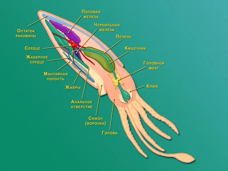 какой орган у человека и кальмара сходен. какой орган у человека и кальмара сходен. какой орган у человека и кальмара сходен. строение глаза осьминога. класс головоногие строение тела кальмара.