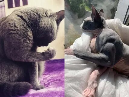 Накаченная кошка