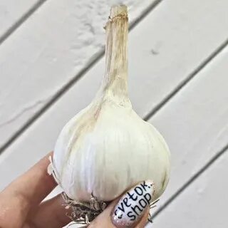 Чеснок шадейка описание