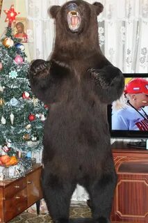 Продам медведя