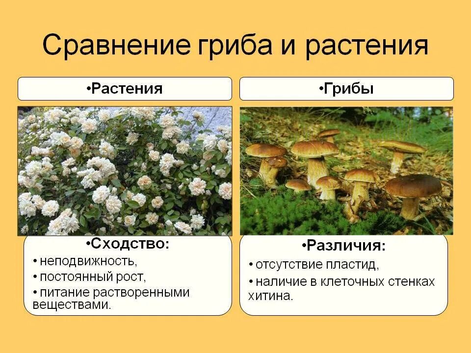 Грибы и растения сходства. Сходство грибов с растениями. Сходство грибов и раст. Сходства и различия грибов и растений.