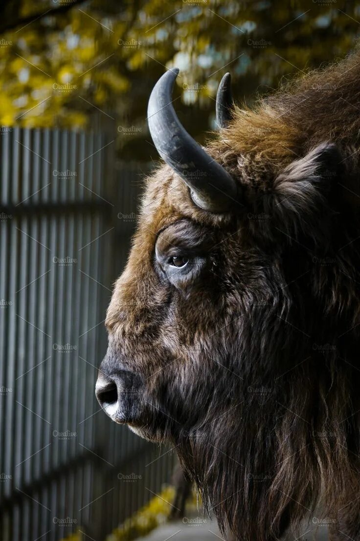 Buffalo Bison portrait. ЗУБР животное. ЗУБР морда. ЗУБР лицо.