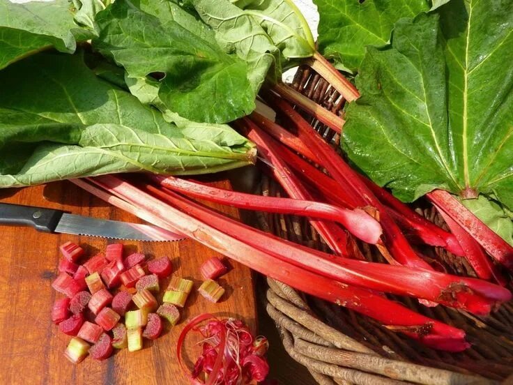 : Red Rhubarb Plants