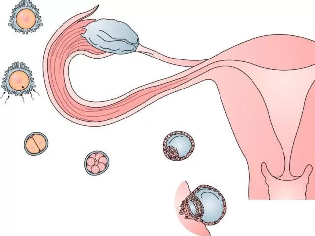 Процесс зачатия. Оплодотворение женщины. Яйцеклетка. Оплодотворение матки.