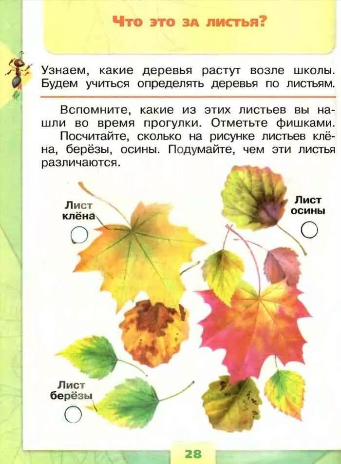 Окружающий мир первый класс страница 26. Листья деревьев 1 класс окружающий мир. плешаков листья деревьев. листья по окружающему миру 1 класс. что это за листья 1 класс окружающий мир.