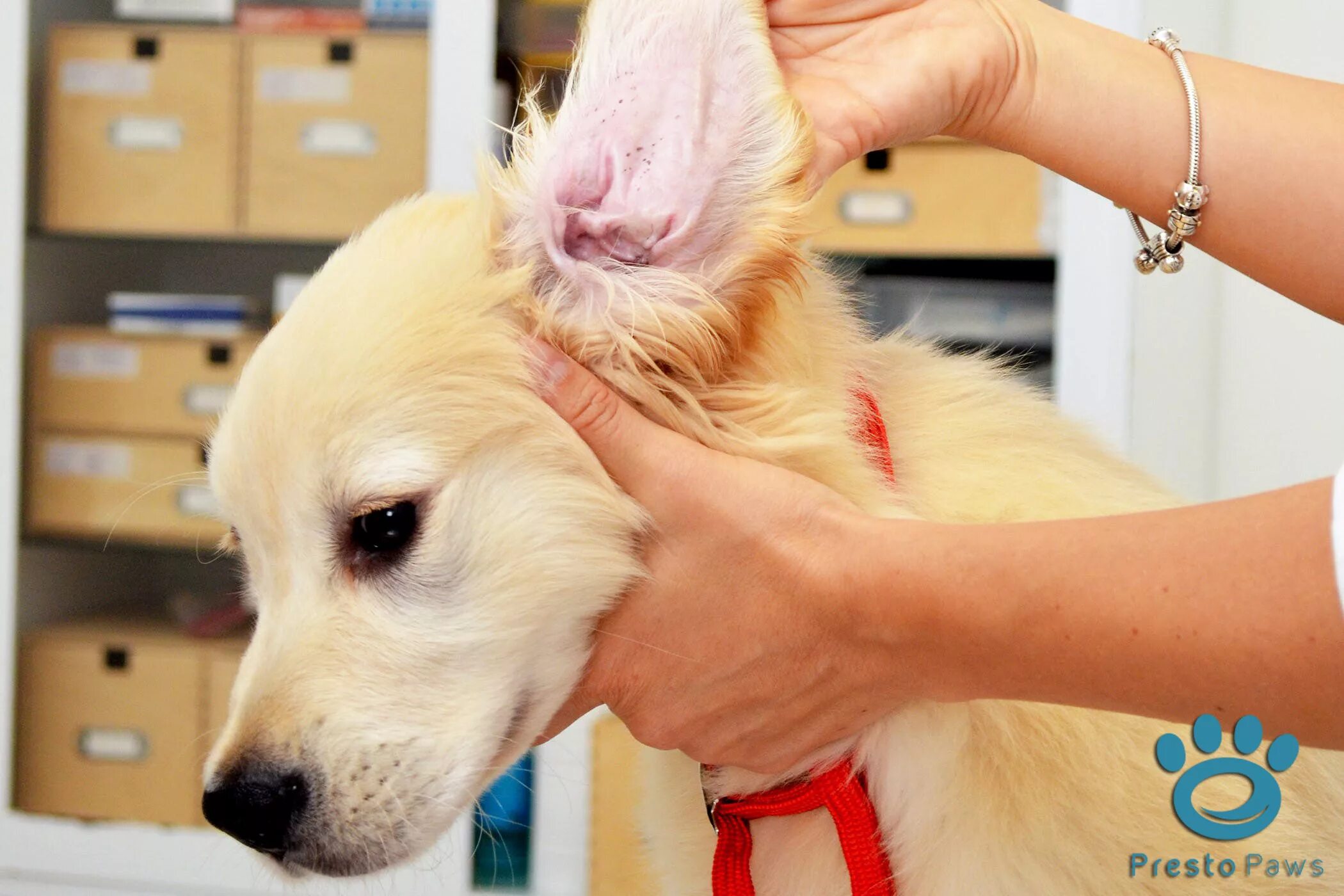If your dog is scratching ears a lot then you should check for mites first.
