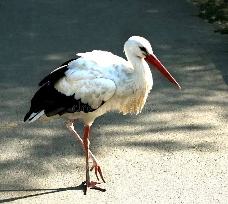 Журавль аист цапля различия. Аист. Аист стоит лапы. Птица стоящая на одной ноге. Ноги аиста.