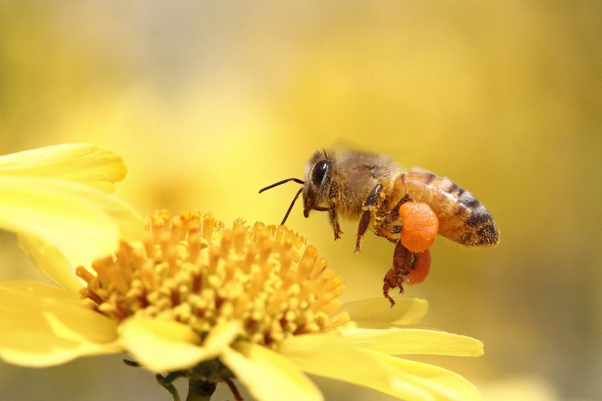 Покажи видео пчел. Башкирская пчела. Пчела на цветке. Пчела Макросъемка. Красивая пчела.
