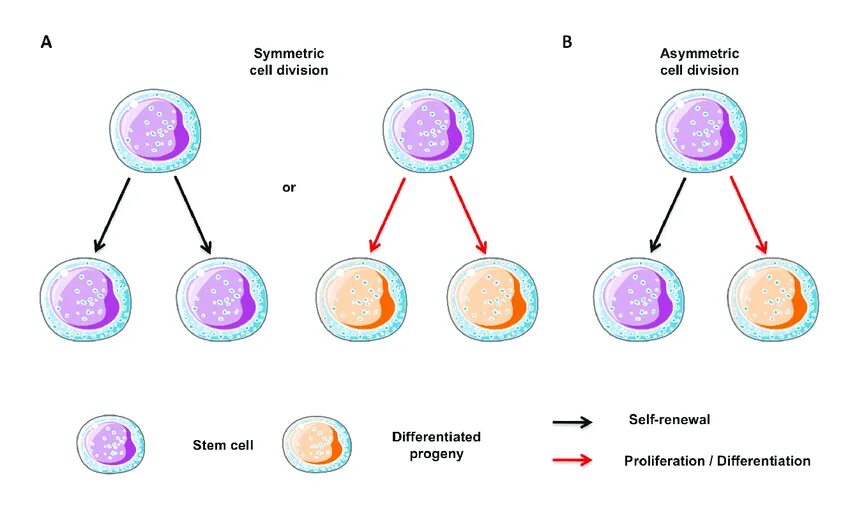 Асимметричное деление стволовых клеток. Стохастическое деление стволовых клеток. Деление стволовой клетки. Асимметричное деление стволовой клетки. Деление стволовых клеток