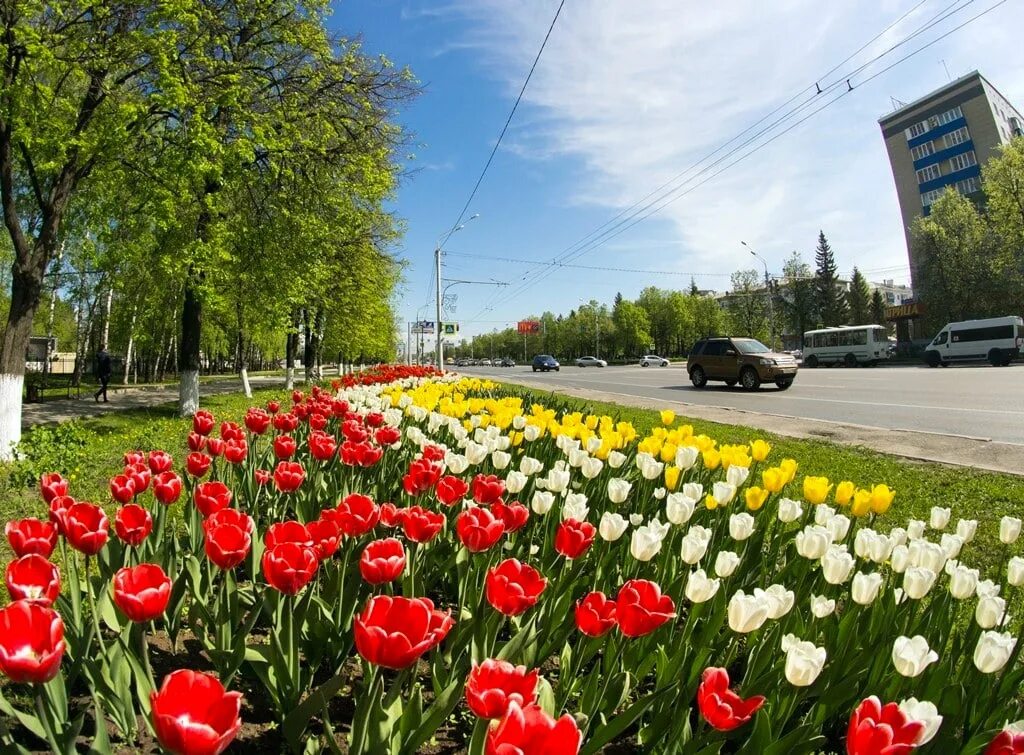 Фото с тюльпанами на улице. Тюльпаны в озеленении. Тюльпаны в городе. Тюльпаны в городском озеленении.