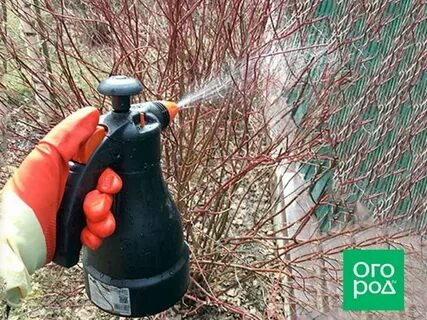 Осенняя обработка сада железным купоросом концентрация