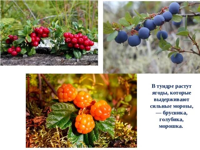 Водяника шикша. Ягоды морошка голубика брусника. Какие ягоды в тундре. Ягель, морошка, брусника. Какие ягоды в тундре.