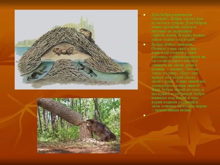 Бобры строят хатки распространенное предложение
