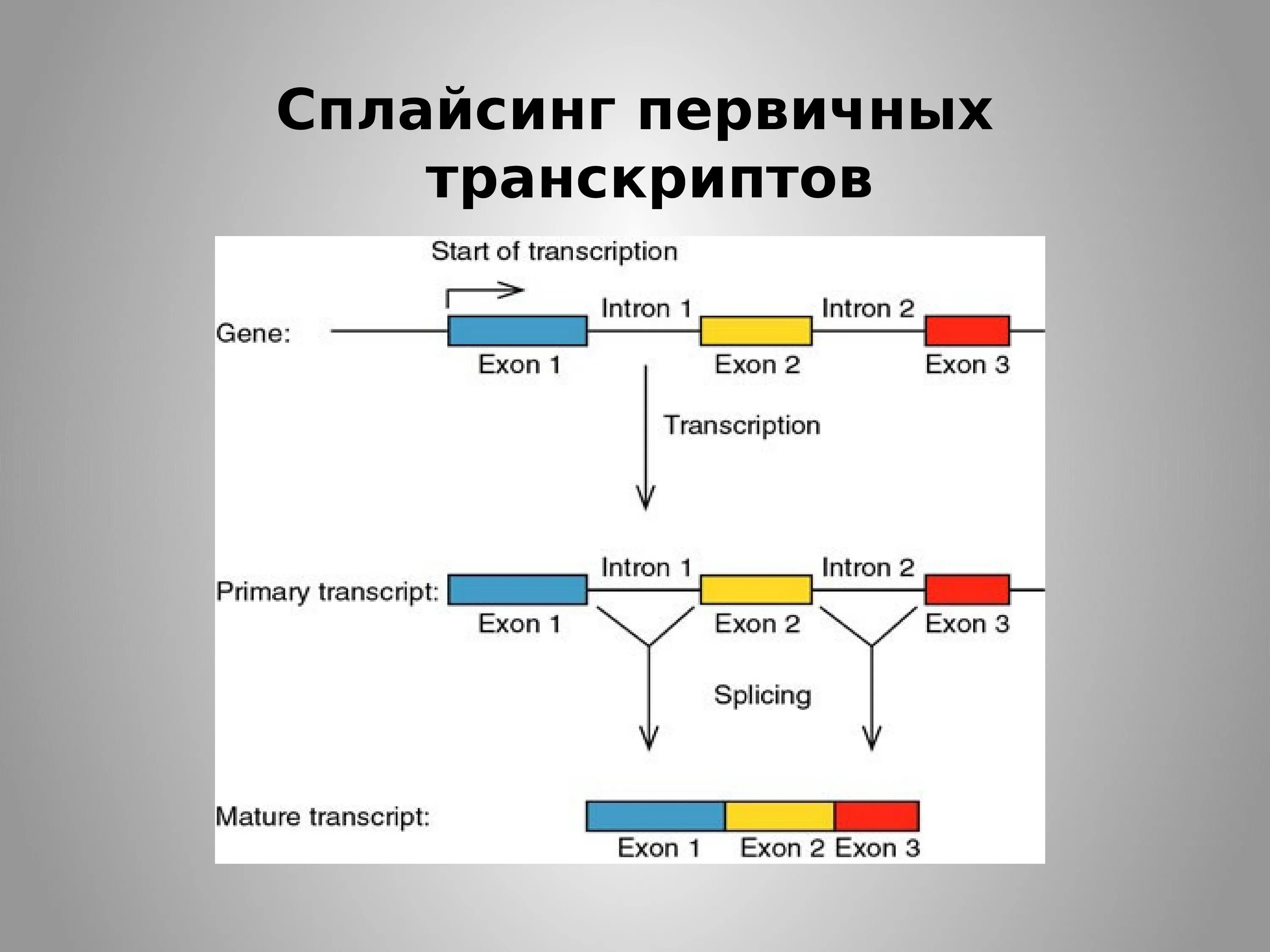 Сплайсинг и рнк транскрипция. Сплайсинг у эукариот. сплайсинг первичного транскрипта. альтернативный сплайсинг первичного транскрипта. транскрипция сплайсинг.
