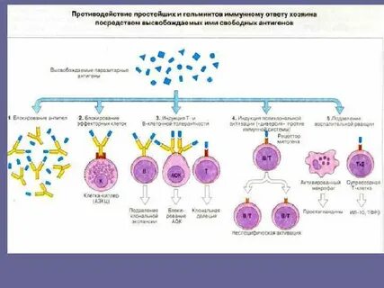 Анализ иммунного ответа