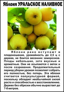 Яблоня наливное