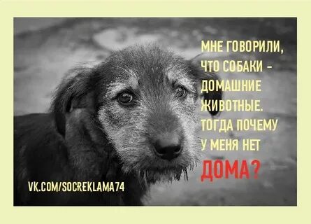 Каждой собаке дом