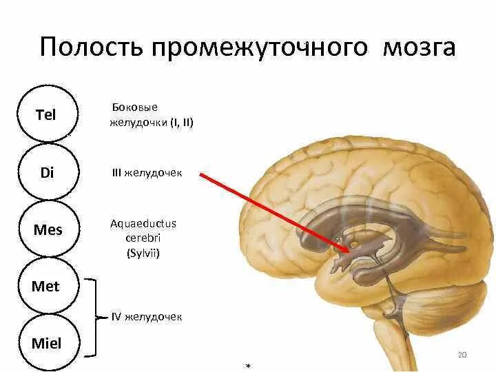 Желудочки среднего мозга