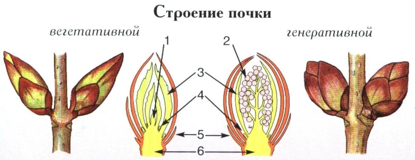 Строение вегетативной и генеративной почки. Строение генеративной почки. Строение вегетативной почки растения. Строение генеративной почки, вегетативной почки; строение побега..