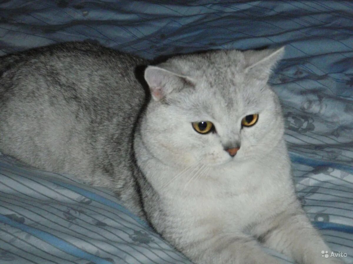 Серебряная шиншилла шотландская прямоухая. Шотландская прямоухая шиншилла кошка. Британская шиншилла серебристая затушеванная. Шотландская кошка прямоухая шиншилла. Шотландская прямоухая окрас шиншилла.